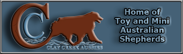 Clay Creek Aussies ~breeders of Toy and Mini Aussies.
